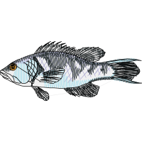 Snapper Animals Snapper Animals