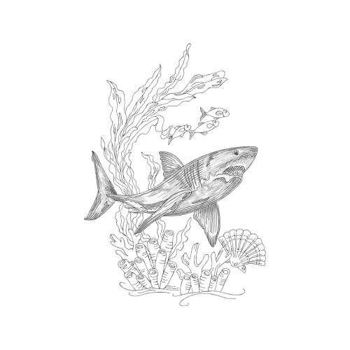 Squaliform Sharks Animals Squaliform Sharks Animals