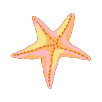 Starfish Animals