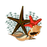 Starfish Animals