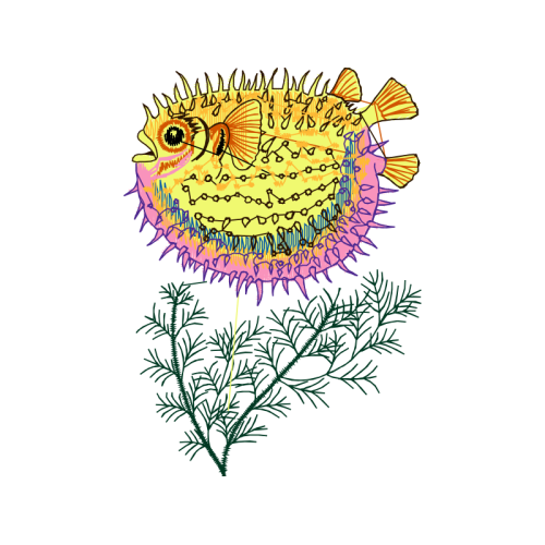 Striped Burrfish Animals Striped Burrfish Animals