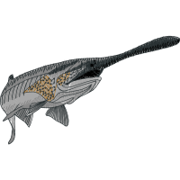 Swordfish Animals Swordfish Animals