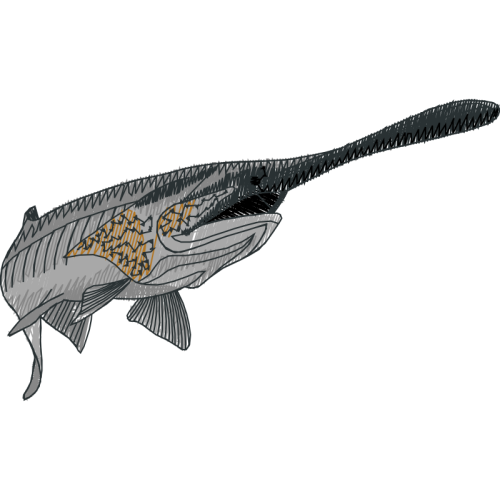 Swordfish Animals Swordfish Animals