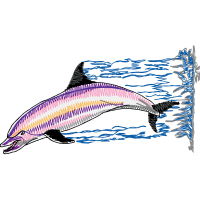 Swordfish Animals Swordfish Animals