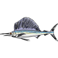 Swordfish Animals Swordfish Animals