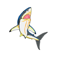 Swordfish Animals Swordfish Animals