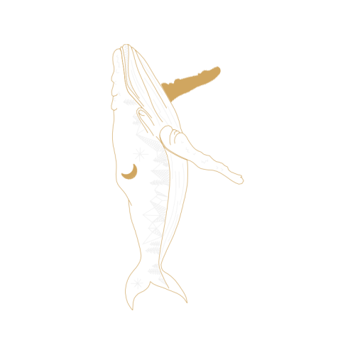 Visual Arts Animals Visual Arts Animals