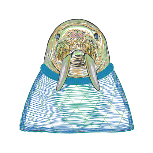 Walrus Animals Walrus Animals