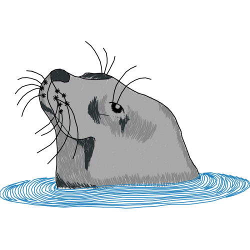 Walrus Animals Walrus Animals