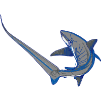 White Sturgeon Animals