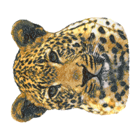 African Leopard Animals