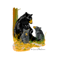 American Black Bear Animals