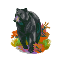 American Black Bear Animals