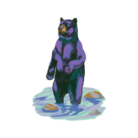 American Black Bear Animals