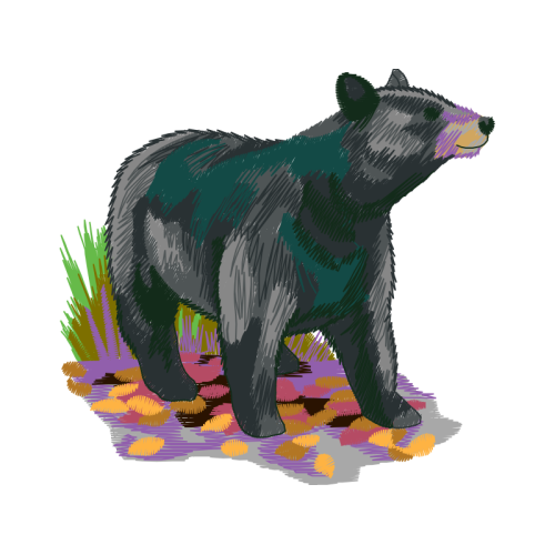 American Black Bear Animals American Black Bear Animals