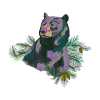 American Black Bear Animals