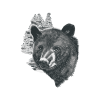 American Black Bear Animals