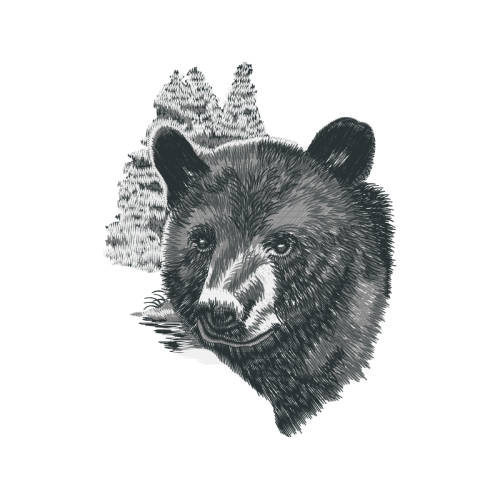 American Black Bear Animals American Black Bear Animals