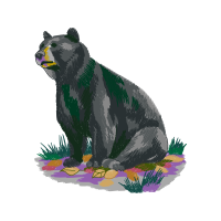 American Black Bear Animals