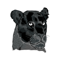 American Black Bear Animals