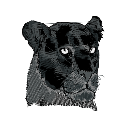 American Black Bear Animals American Black Bear Animals