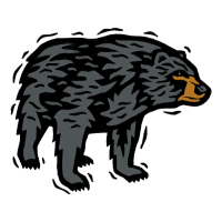 American Black Bear Animals