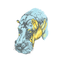 American Black Bear Animals