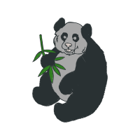 American Black Bear Animals