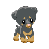 American Black Bear Animals