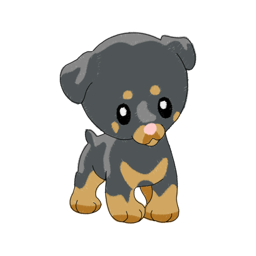 American Black Bear Animals American Black Bear Animals