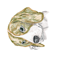 Art Animals Art Animals