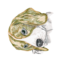 Art Animals Art Animals