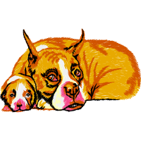 Bengal Tiger Animals