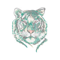 Bengal Tiger Animals