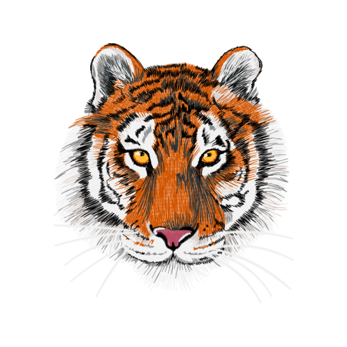 Bengal Tiger Animals Bengal Tiger Animals