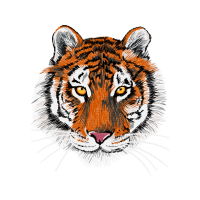 Bengal Tiger Animals