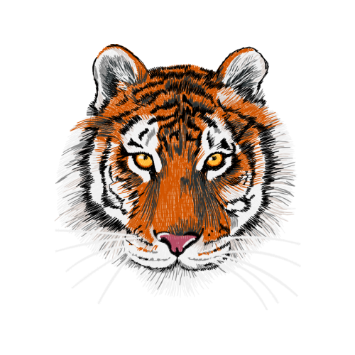 Bengal Tiger Animals Bengal Tiger Animals