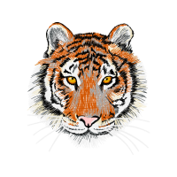 Bengal Tiger Animals
