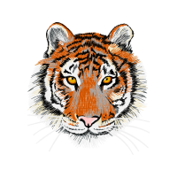 Bengal Tiger Animals