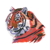 Bengal Tiger Animals