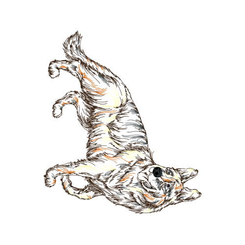 Bengal Tiger Animals Bengal Tiger Animals