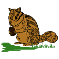 Brown Bear Animals Brown Bear Animals