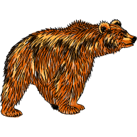 Carnivore Animals Carnivore Animals