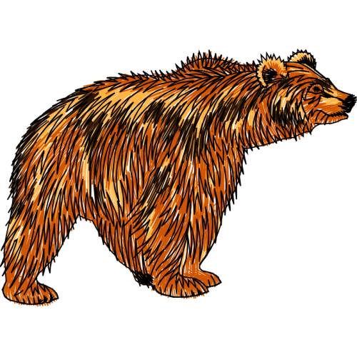 Carnivore Animals Carnivore Animals