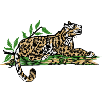 Cat Animals Cat Animals