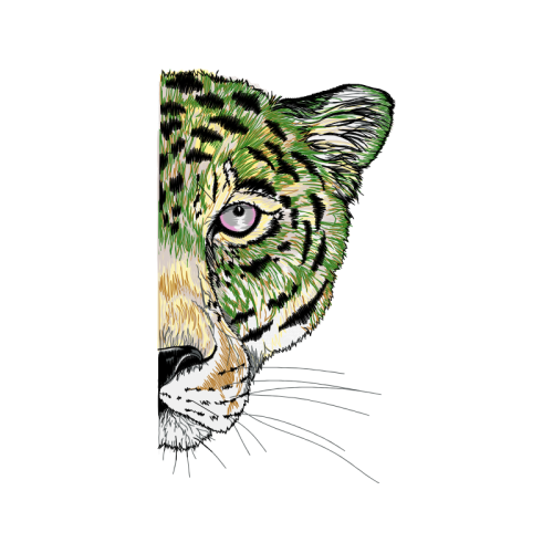 Cat Animals Cat Animals