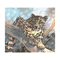 Cat Animals Cat Animals