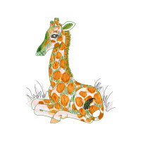 Drawing Animals Drawing Animals