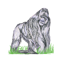 Grizzly Bear Animals