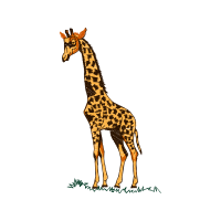 Illustration Animals Illustration Animals